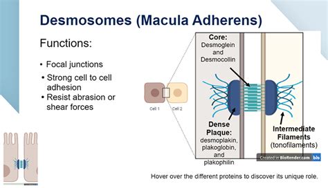 Hemidesmosomes | E-Gallery | University of Nebraska Medical Center