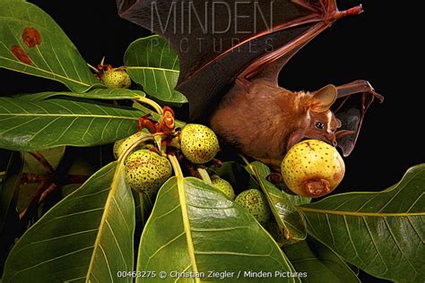 Great Fruit-eating Bat stock photo - Minden Pictures