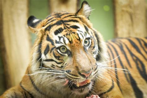 An Asia Tiger is Eating His Meet in His Habitat. Stock Photo - Image of ...