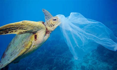 Extinction threat from ocean plastic pollution is growing | World Economic Forum