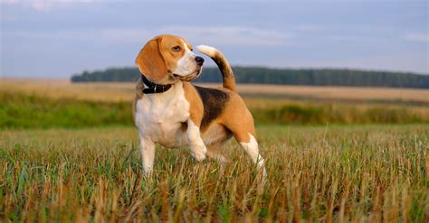 Beagle – Hound – Dogs