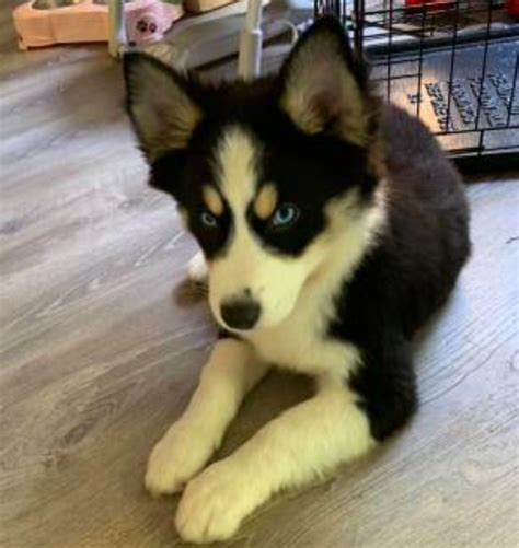 Border Collie/Husky Mix! This is the most precious pup I've ever seen ...