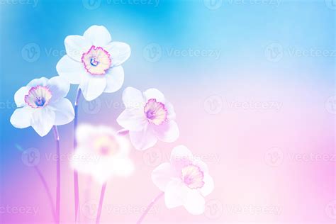 Spring flowers of daffodils. 9961774 Stock Photo at Vecteezy