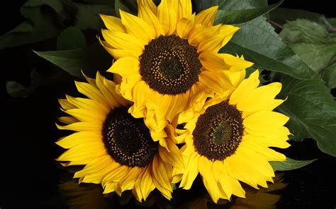 Sunflowers | Types of Flowers | Pinterest