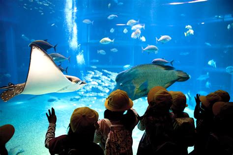 Osaka Aquarium Kaiyūkan | Osaka, Japan Attractions - Lonely Planet