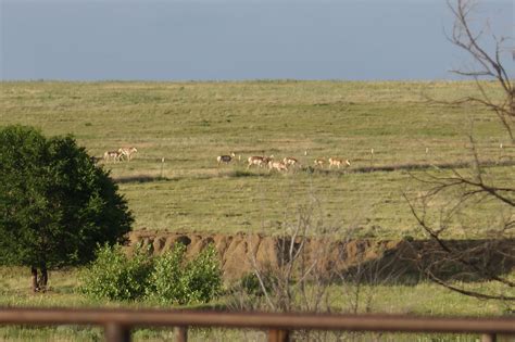 ANTELOPE HUNTS | WZ Hunting