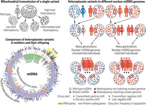 Germline selection shapes human mitochondrial DNA diversity | Science