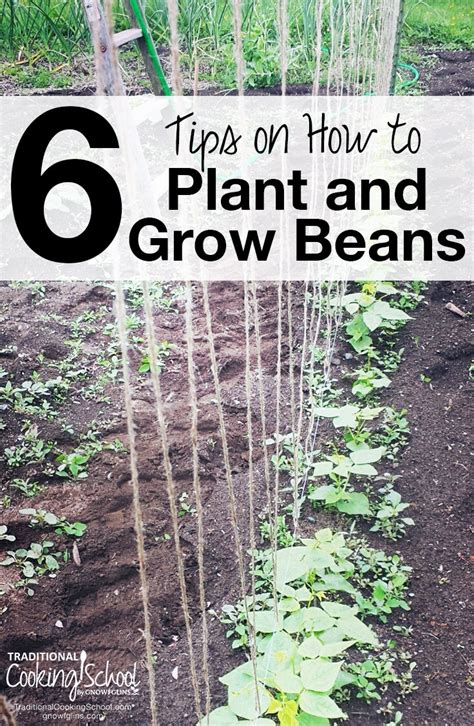 Planting Beans - Tips for Growing Beans in Your Garden - Everything About Garden