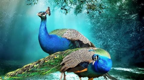 peacock scenery images साठी इमेज परिणाम Peacock Images, Peacock ...