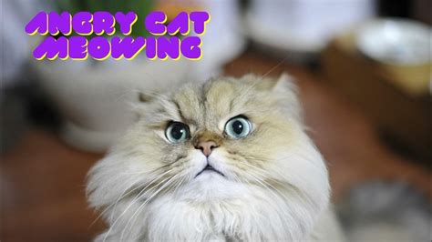 angry cat meowing - YouTube