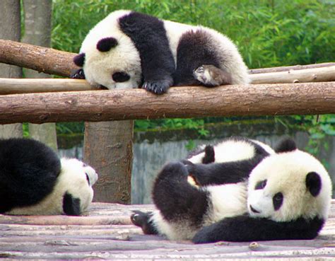 Cute Baby Panda Pictures | Amazing Creatures