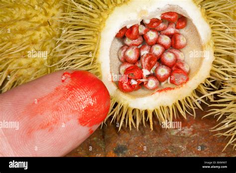 Achiote seeds (Bixa orellana) showing the annatto colouring they produce Stock Photo - Alamy