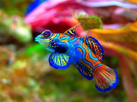 HD colorful_fish wallpapers | Peakpx