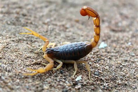 What is the End of a Scorpion's Tail Called? - Wildlife Informer