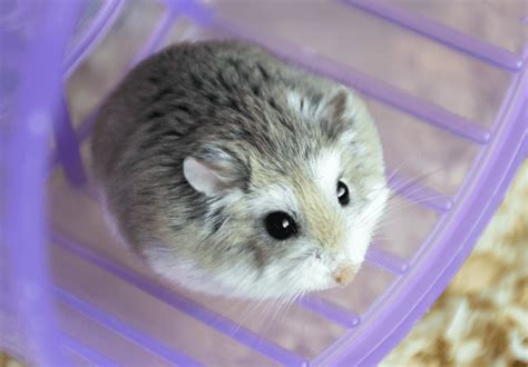 Small Hamster Breeds: 9 Dwarf & Small Hamster Breeds – Small Pet Family