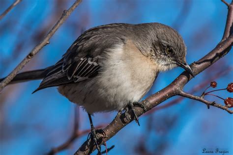 Northern Mockingbird - FeederWatch