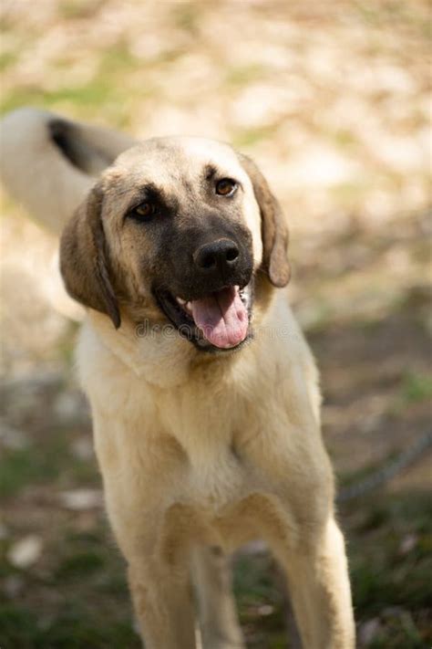 World Famous Sivas Kangal Dog, 12 Years Old, Female Puppy in Turkey ...