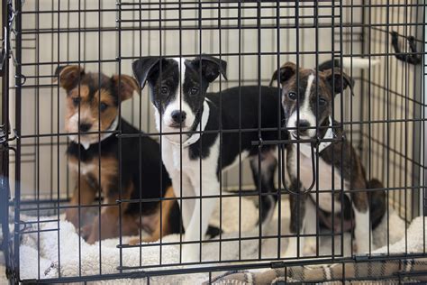 10 Reasons to Adopt a Shelter Dog | ASPCA