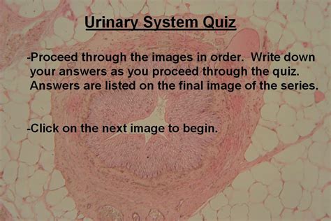 Quiz – Urinary System – Histology Atlas for Anatomy and Physiology
