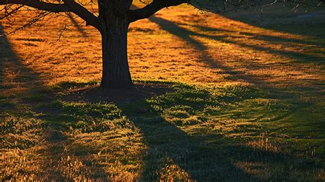 Tree Shadow With Sunset Background, Afternoon, Background, Backlight ...