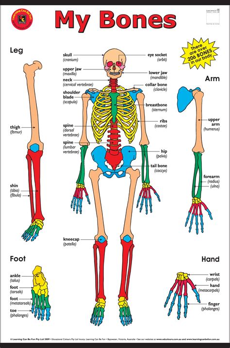 My Bones Cart for $15.00 | Wall Charts | Online Toy Store | Human bones ...