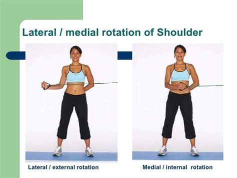 Humerus and Shoulder Joint