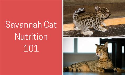 Savannah Cat Nutrition: What You Need to Know