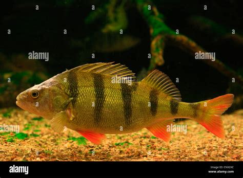 Perch, European perch, Redfin perch (Perca fluviatilis), in an Stock Photo, Royalty Free Image ...