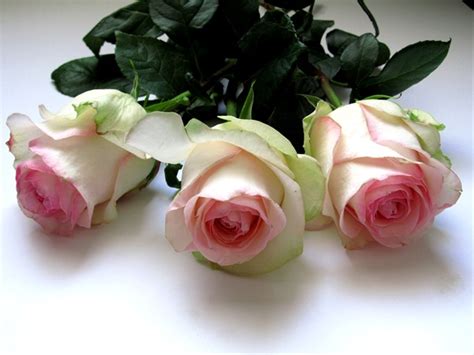 Rose Senorita - Standard Rose - Roses - Flowers by category | Sierra ...