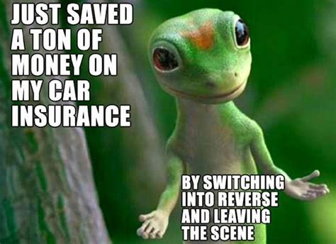 Funny Pic: Car Insurance Problems Solved! | Gecko, Cute animals, Funny ...