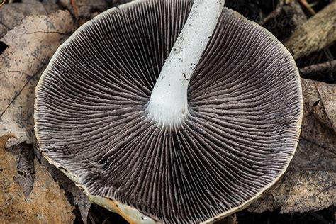 "Detailed View Of The Underside Of A Mushroom" by Stocksy Contributor ...