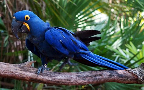 Hyacinth Macaw Wallpaper 2880x1800 82176 - Baltana