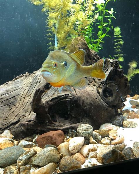 What do you all think?! Wild caught already trained on pellets! bluegill aquarium | Fish pet ...