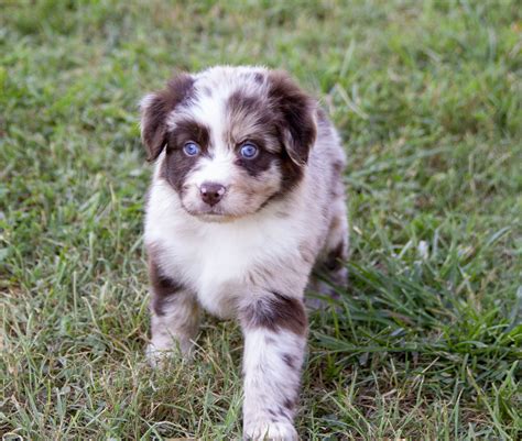 79+ Australian Shepherd Grooming Tools - l2sanpiero