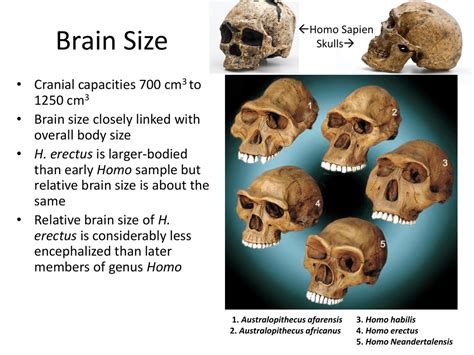 Homo Erectus