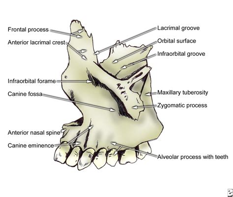 maxillary canine - Google 검색 | forensic anatomy references-face | Pinterest | Anatomy, Medical ...