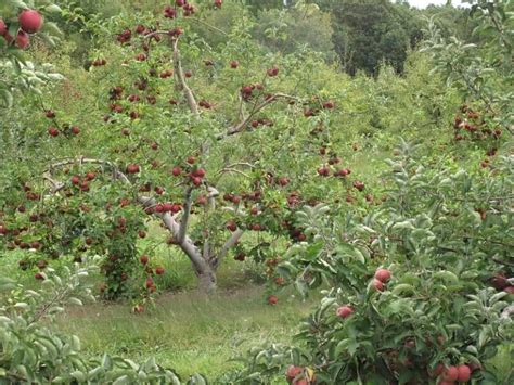 8 USDA Zone 4 Apple Trees (Cold Hardy Varieties)