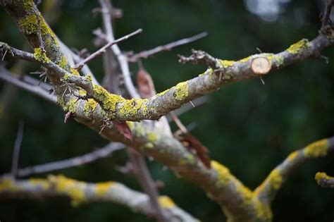 Bonsai Maintenance Pruning Guide | Bonsai Alchemist 101