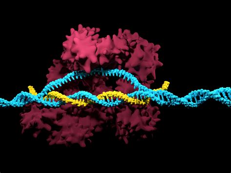 CRISPR-Cas9 Defies PAM Restrictions, Edits Genomic Regions Once Out of Bounds