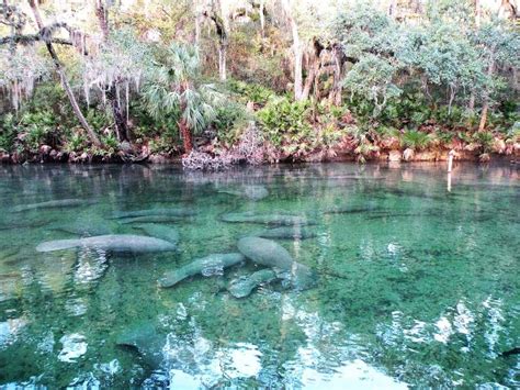 5 Best Natural Springs In Florida To Visit This Summer