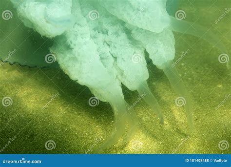 Marine Jellyfish, in a Natural Habitat Stock Photo - Image of beautiful, aqua: 181408488