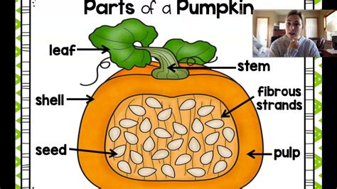 Parts of a Pumpkin Instructional Video - YouTube