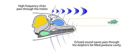 How do dolphins communicate? - Whale & Dolphin Conservation Australia