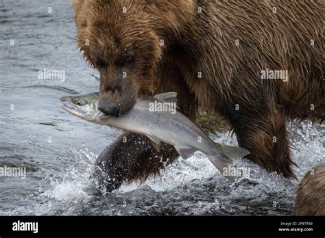 Grizzly Bear fishing Stock Photo - Alamy