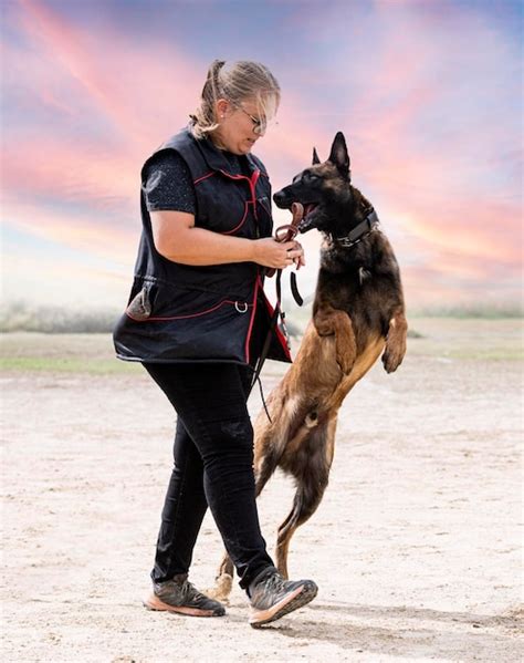 Premium Photo | Training of belgian shepherd