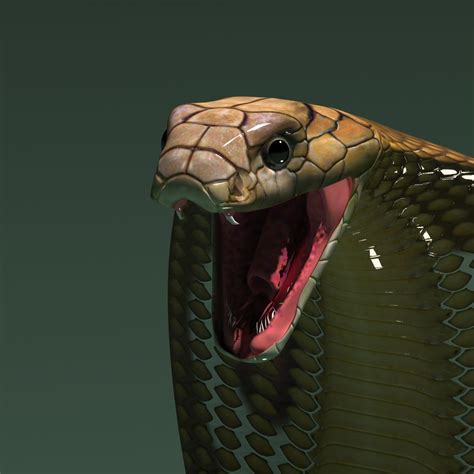 http://steplont.blogspot.com/2014/02/blog-post.html CG rigged 3d model cobra snake Cobra 3D ...