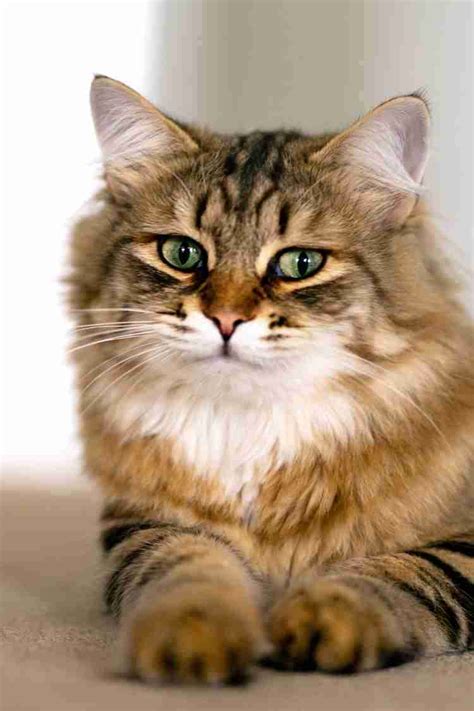 Siberian cat hypoallergenic : 10 Fascinating things to know