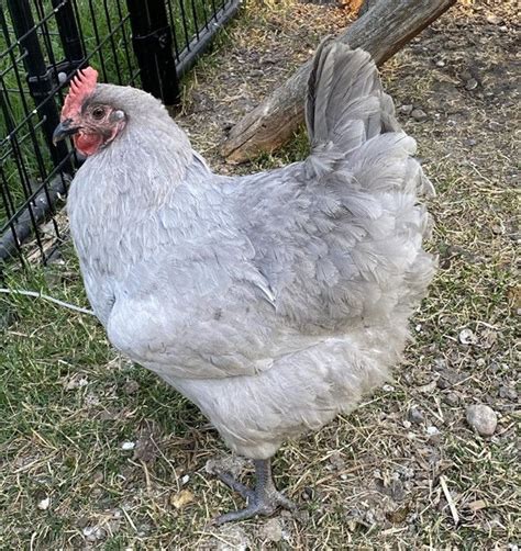 lavender orpington chicken breed – Flockjourney