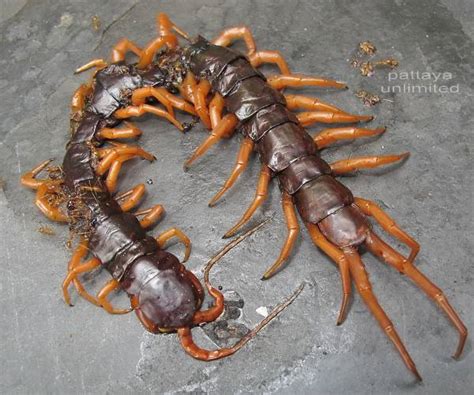 Thailand’s Monster Venomous Centipede | Pattaya Unlimited