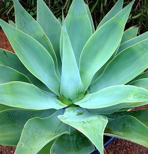 Agave Attenuata | Lakeside Plants & Nursery